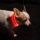 Reflexlampa till hunden