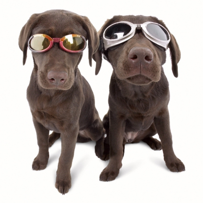 Solglasögon för hundar Doggles