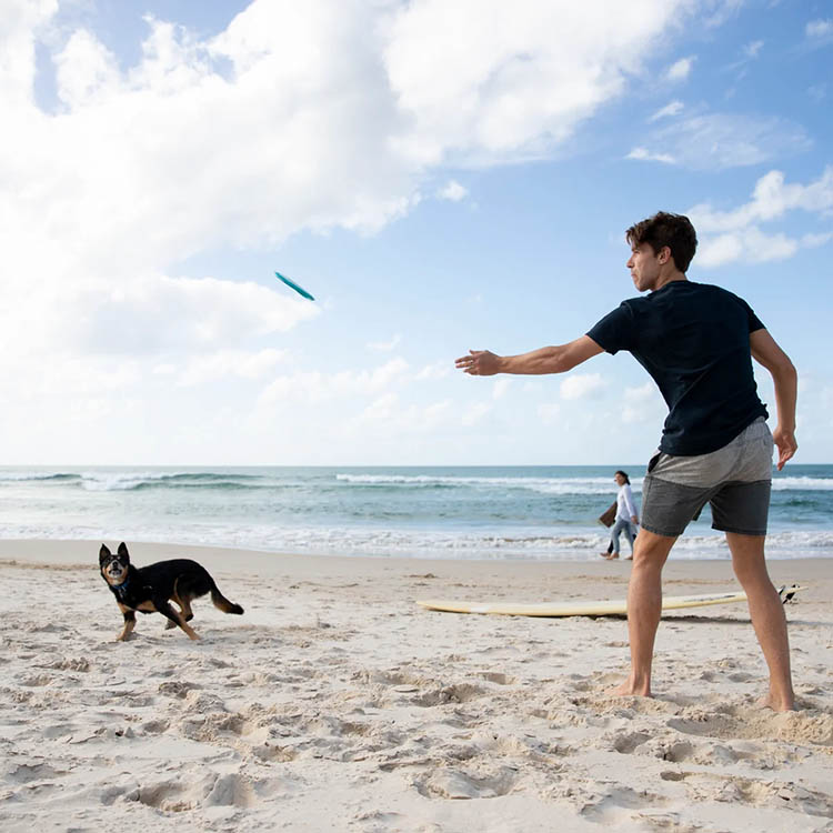 Frisbee till hunden