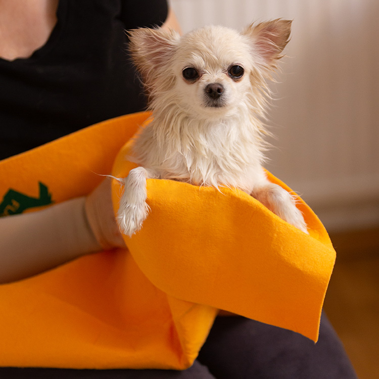 Handduk till hunden