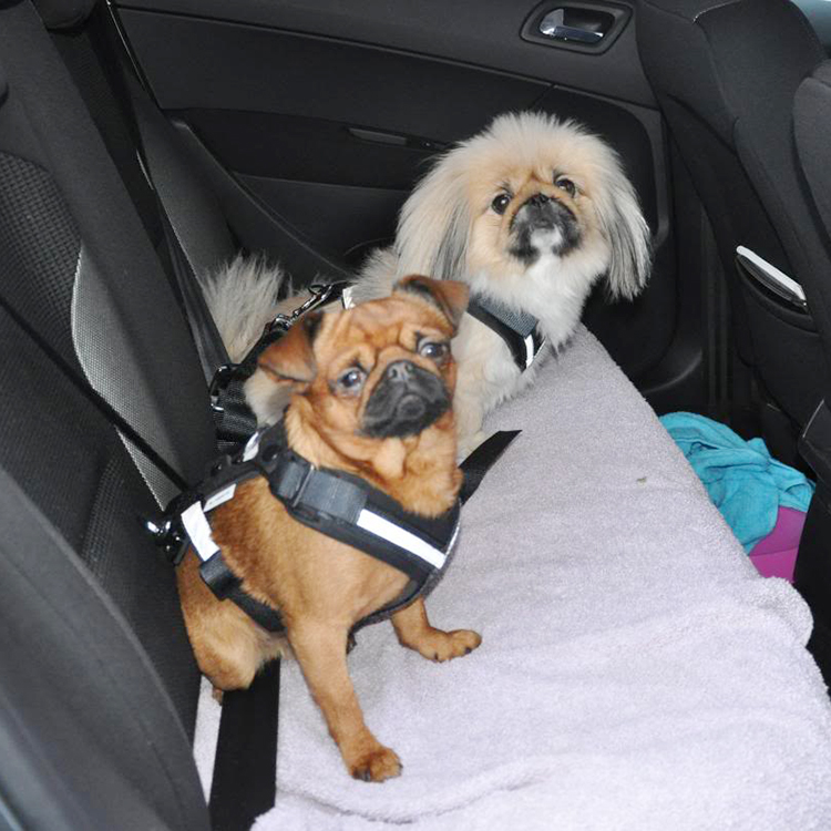 Bilbältessele till hunden