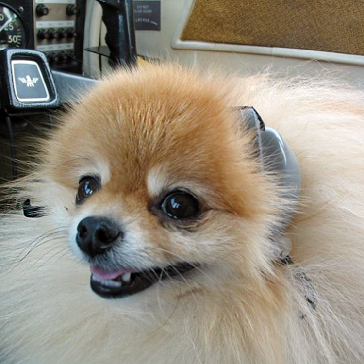 Läs mer om Hörselskydd för hundar, Small