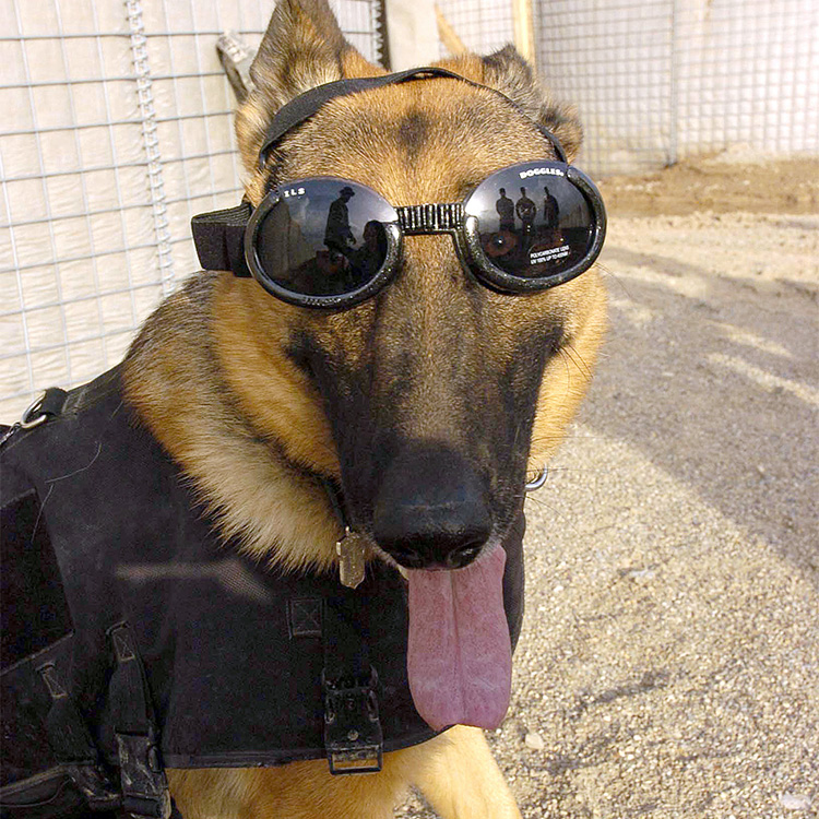 Solglasögon för hundar, Doggles