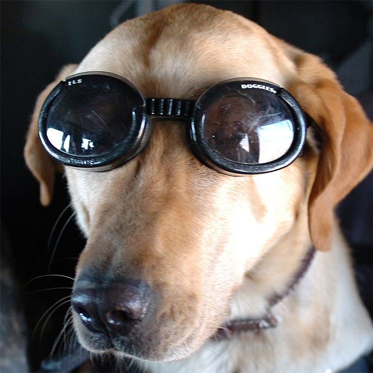 Solglasögon för hundar, Doggles