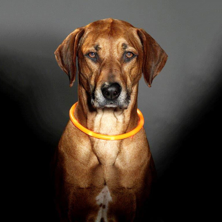 Visio Light LED lysande hundhalsband Blinkande LED lampa för hund och katt Smarta saker