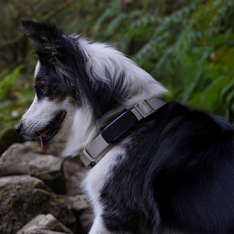 GPS till hund, Tractive
