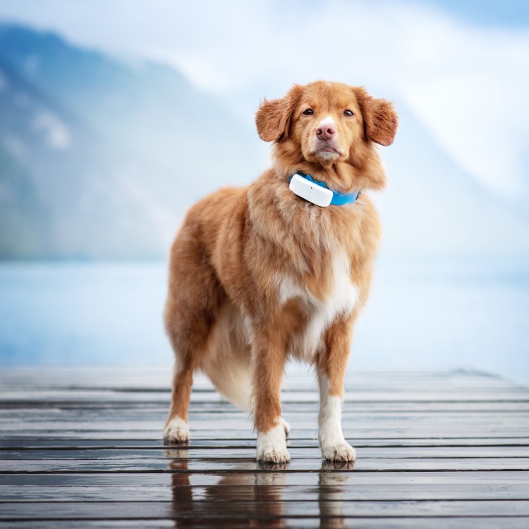 GPS till hund