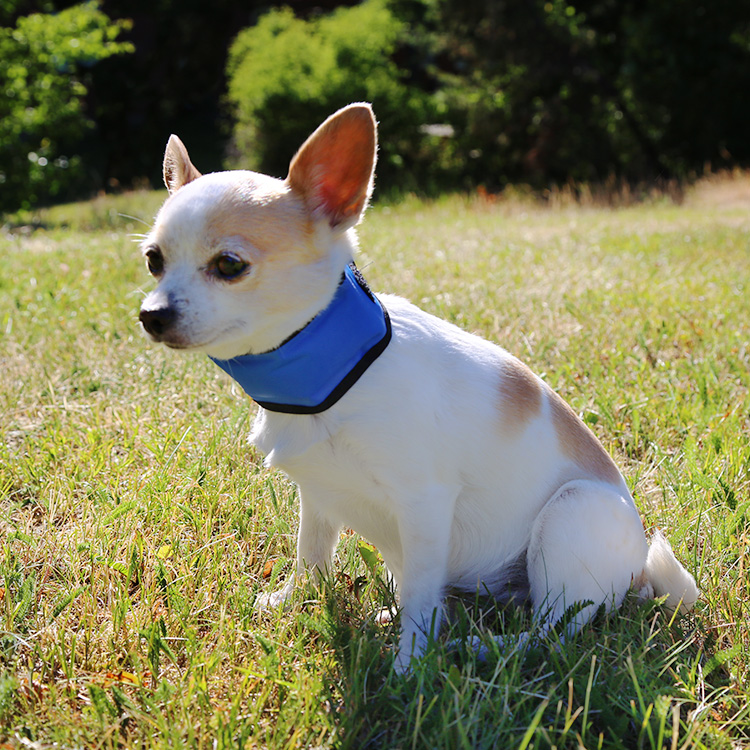 Kylande hundkrage, Small