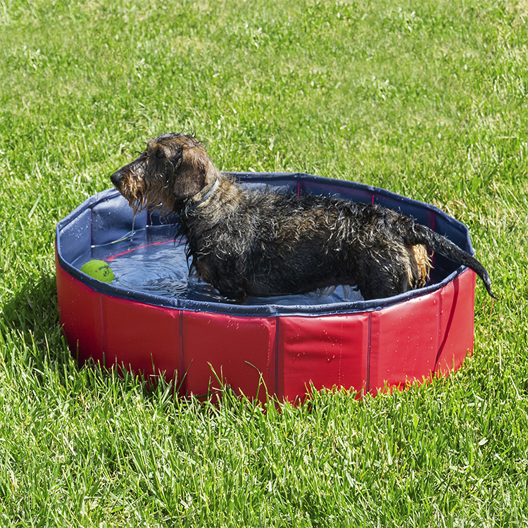 Hopfällbar hundpool