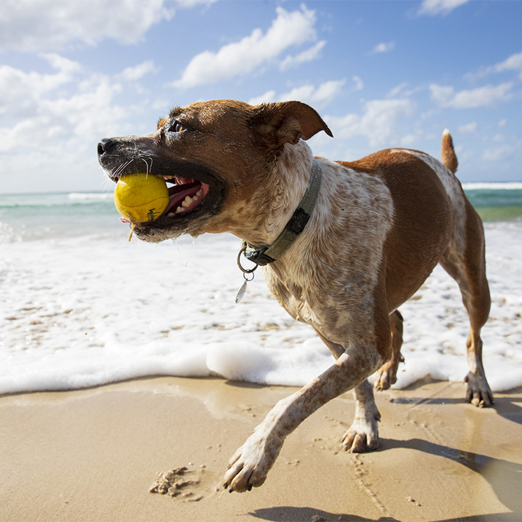 Vattenstudsboll till hunden