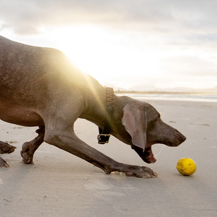 Vattenstudsboll till hunden
