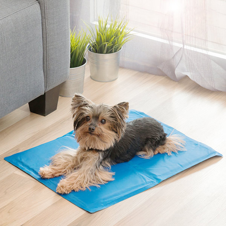 Kylmatta till hunden