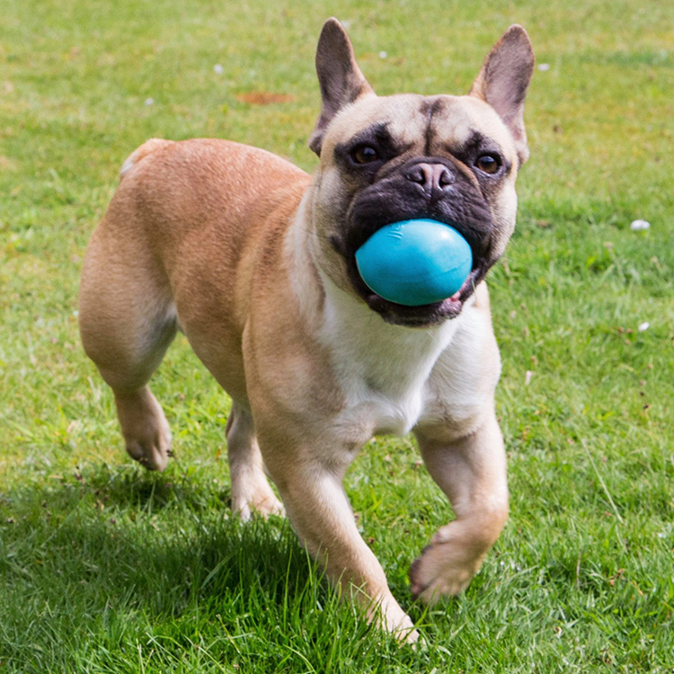 Läs mer om Aktivitetsboll till hunden, Large Blå