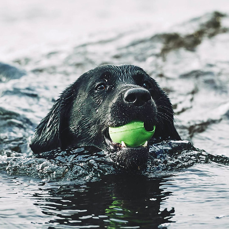 Aktivitetsboll till hunden Medium Grön
