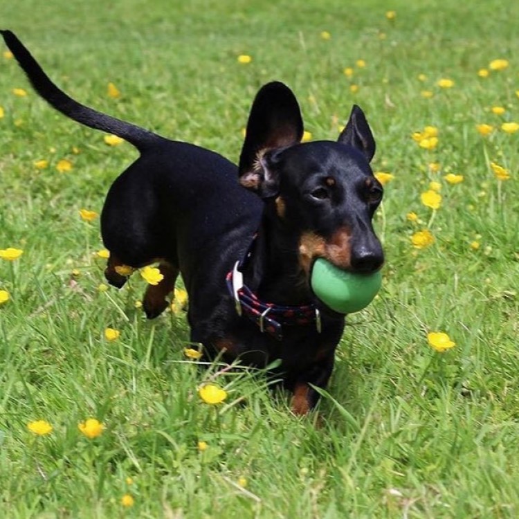 Läs mer om Aktivitetsboll till hunden, Small Grön