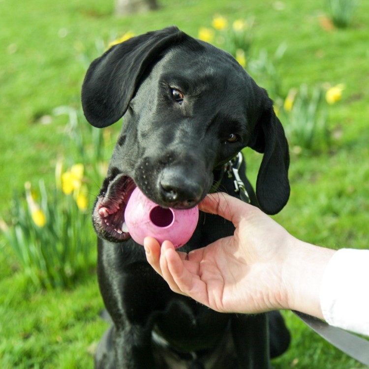 Läs mer om Aktivitetsboll till hunden, Large Rosa