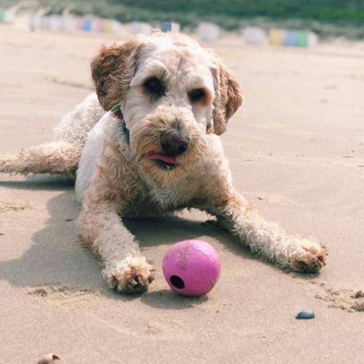 Läs mer om Aktivitetsboll till hunden, Medium Rosa