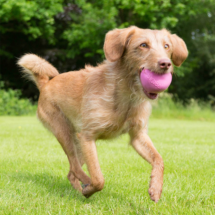 Läs mer om Aktivitetsboll till hunden, XL Rosa