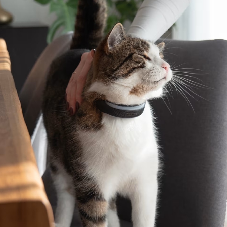 GPS till katt, Tractive
