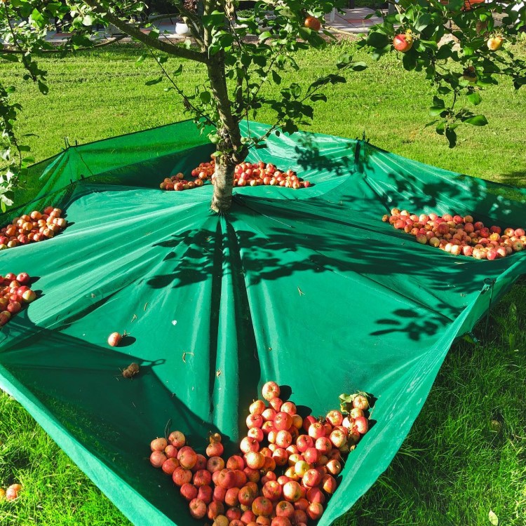 Skördenät till fruktträd, 2,5 x 2,5 m