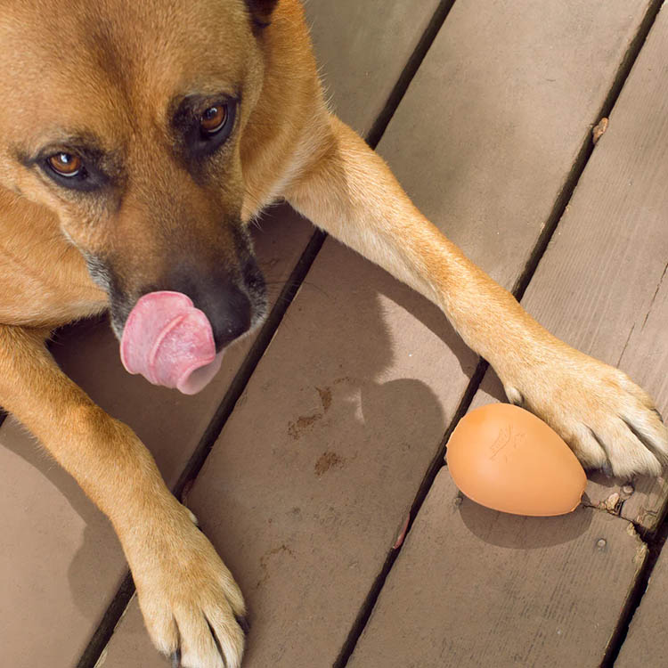 Läs mer om Hundleksak, studsande ägg