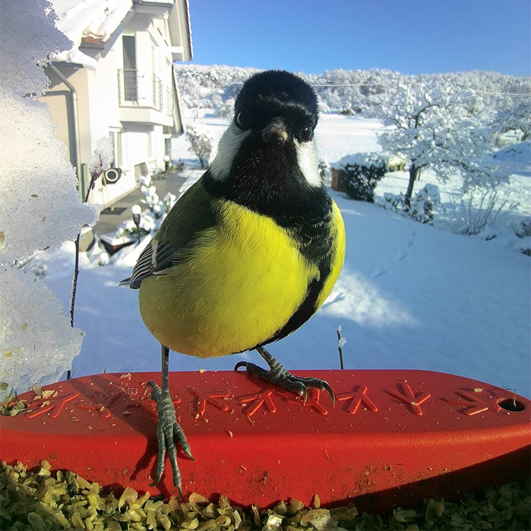 Fågelmatare med kamera, Birdbuddy