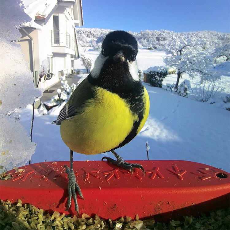 Fågelmatare med kamera, Birdbuddy