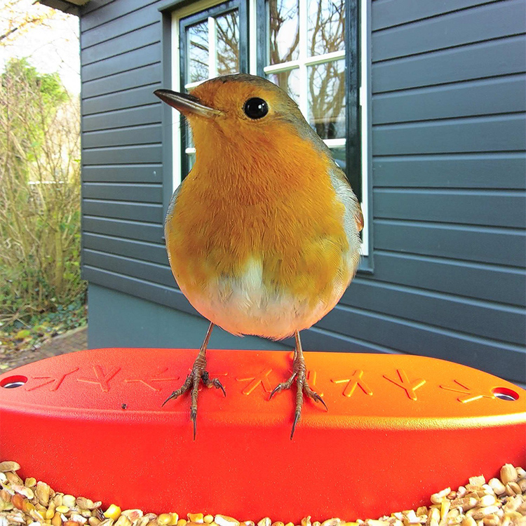 Fågelmatare med kamera, Birdbuddy