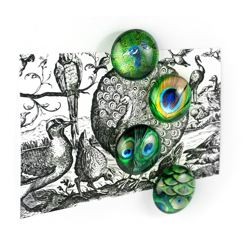 Magneter Påfåglar, 4 st, PEACOCK, Ã˜ 3,5 cm