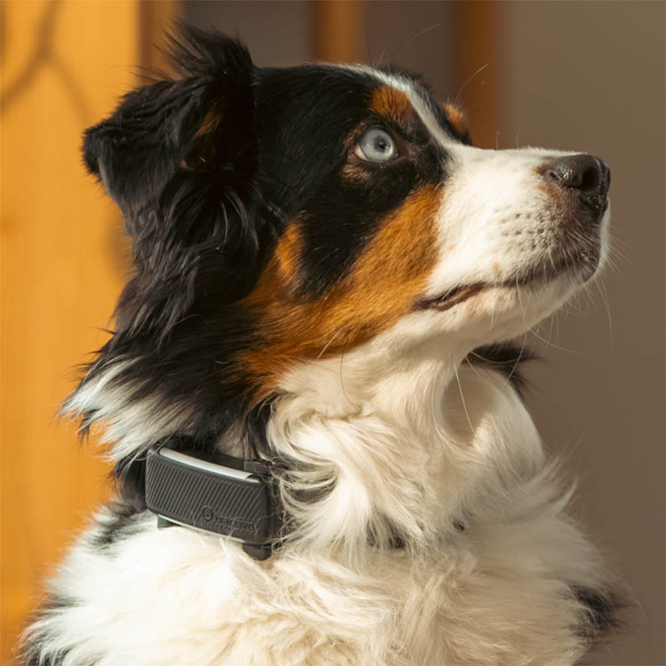 GPS till hund, Tractive i gruppen Fritid / Husdjur / Hundsaker hos SmartaSaker.se (11853)