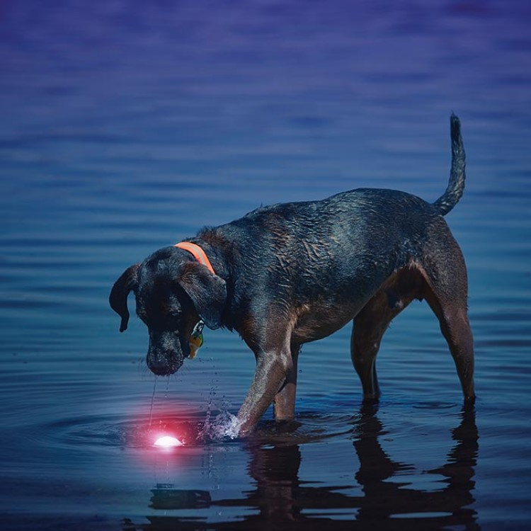 Lysande hundboll i gruppen Fritid / Husdjur / Hundsaker hos SmartaSaker.se (lima-278846)