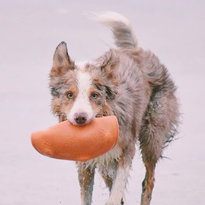 Frisbee till hunden i gruppen Fritid / Husdjur / Hundsaker hos SmartaSaker.se (lima-354799)