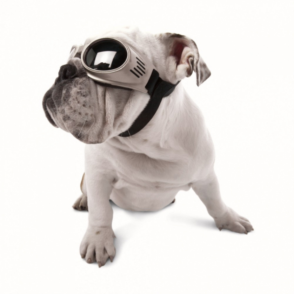 Solglasögon för hundar, Doggles i gruppen Fritid / Husdjur / Hundsaker hos SmartaSaker.se (11054)
