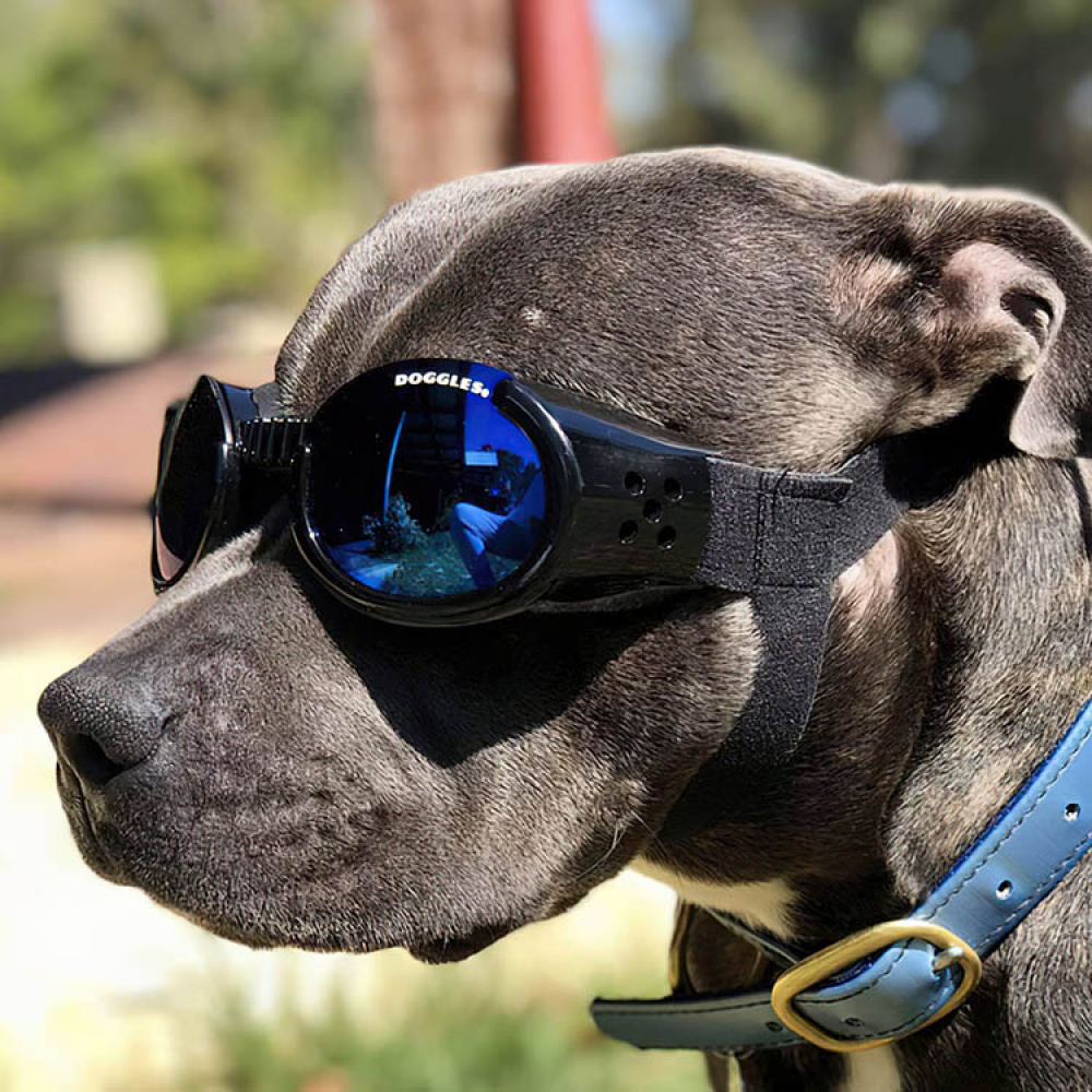 Solglasögon för hundar, Doggles i gruppen Fritid / Husdjur / Hundsaker hos SmartaSaker.se (11054)