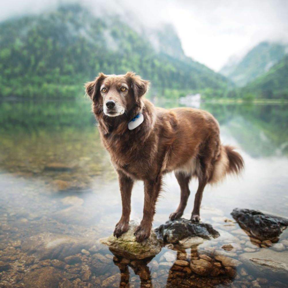 GPS till hund i gruppen Fritid / Husdjur / Hundsaker hos SmartaSaker.se (11853)