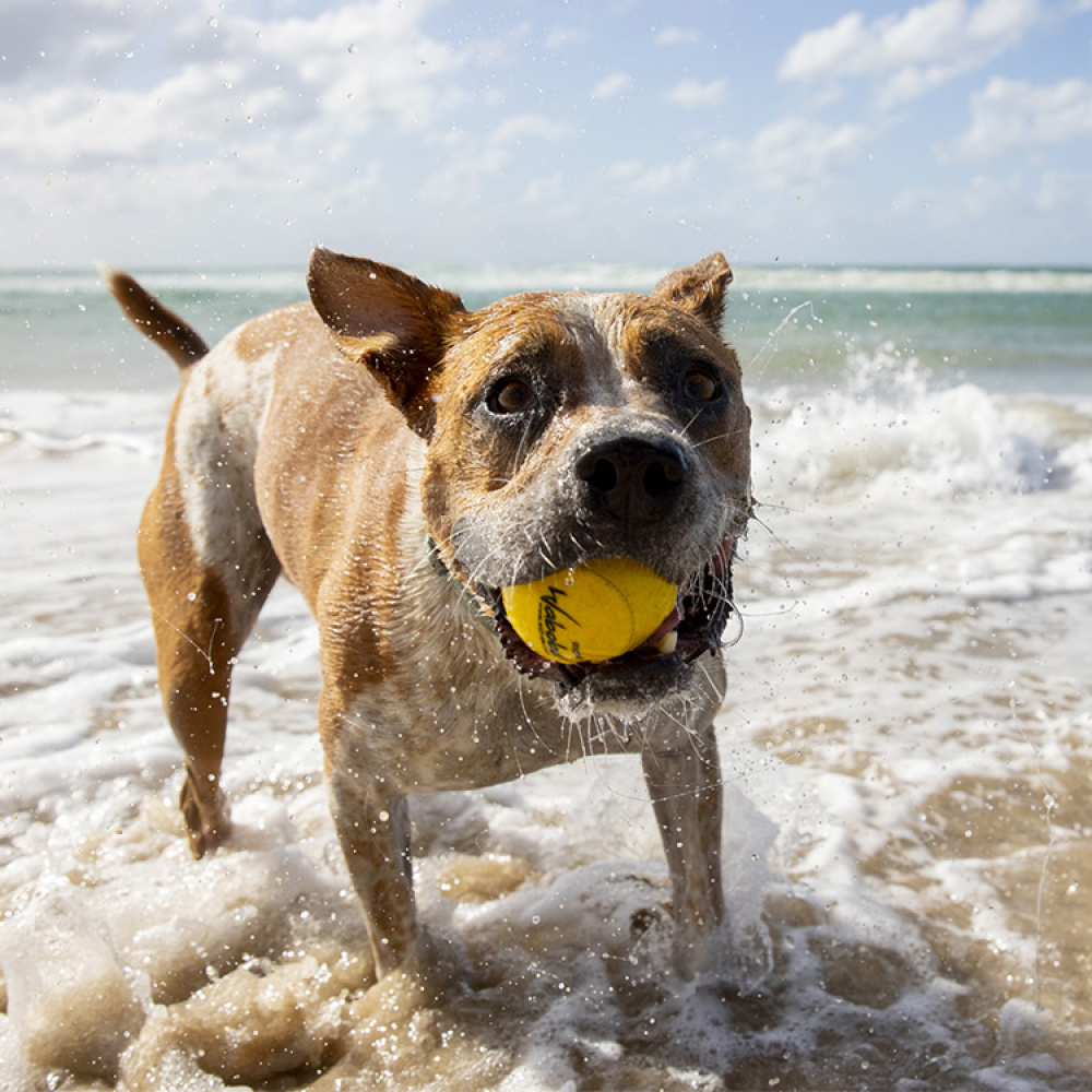 Vattenstudsboll till hunden i gruppen Fritid / Husdjur / Hundsaker hos SmartaSaker.se (12906)