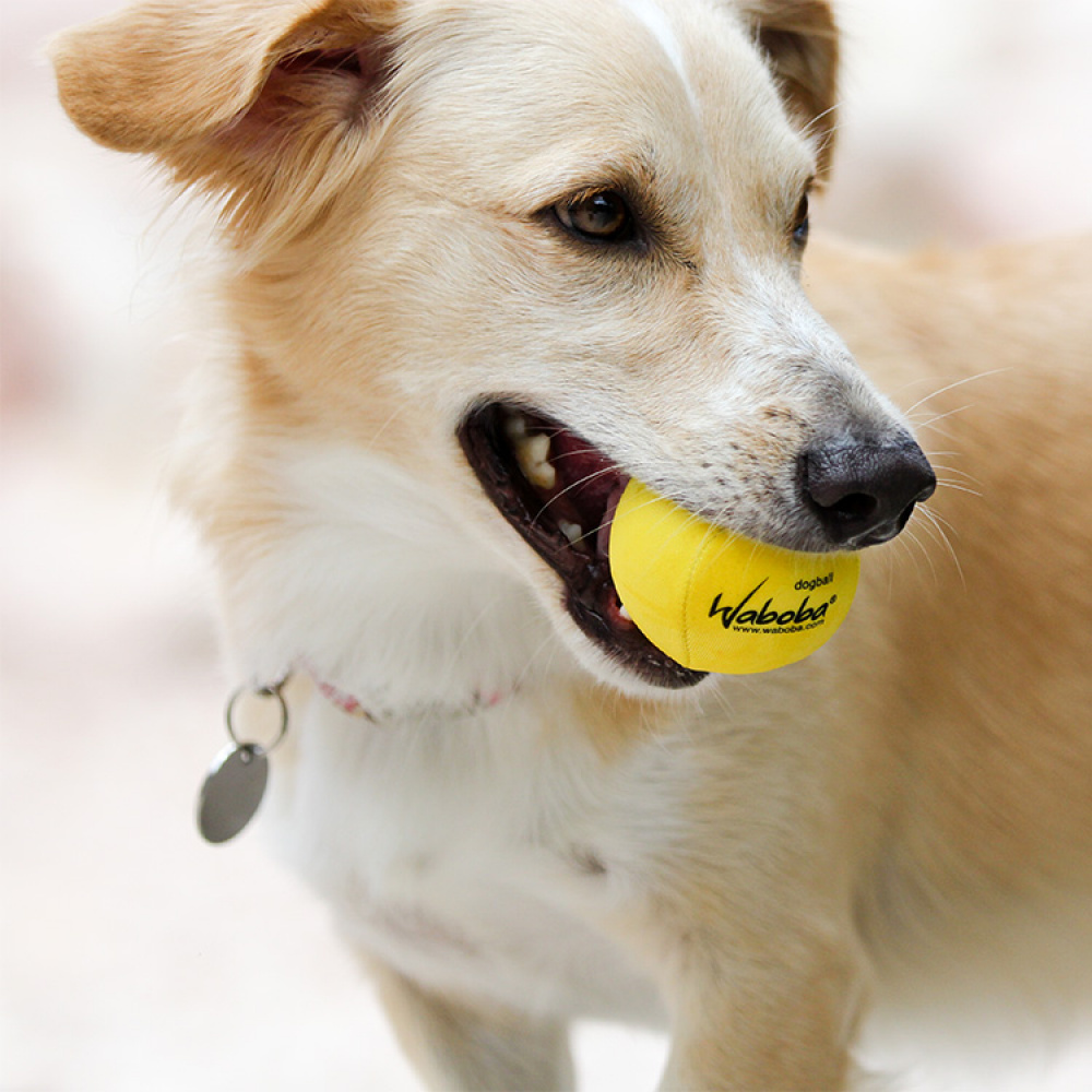 Vattenstudsboll till hunden i gruppen Fritid / Husdjur / Hundsaker hos SmartaSaker.se (12906)