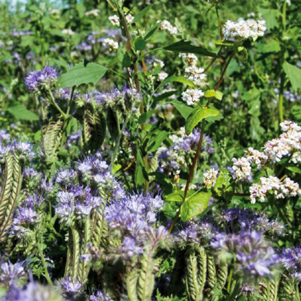 Turfquick blomsterland i gruppen Hemmet / Trädgård / Odla hos SmartaSaker.se (12963)