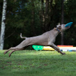 Frisbee till hunden Frisbee till hunden