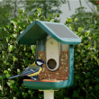 Fågelmatare med kamera, Birdbuddy
