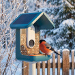 Fågelmatare med kamera, Birdbuddy