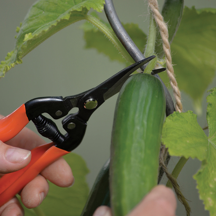 Skördesax i gruppen Hemmet / Trädgård / Odla hos SmartaSaker.se (14709)