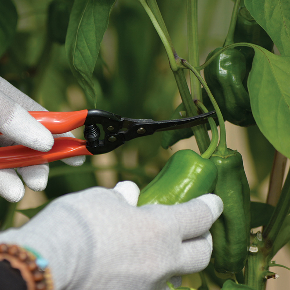 Skördesax i gruppen Hemmet / Trädgård / Odla hos SmartaSaker.se (14709)