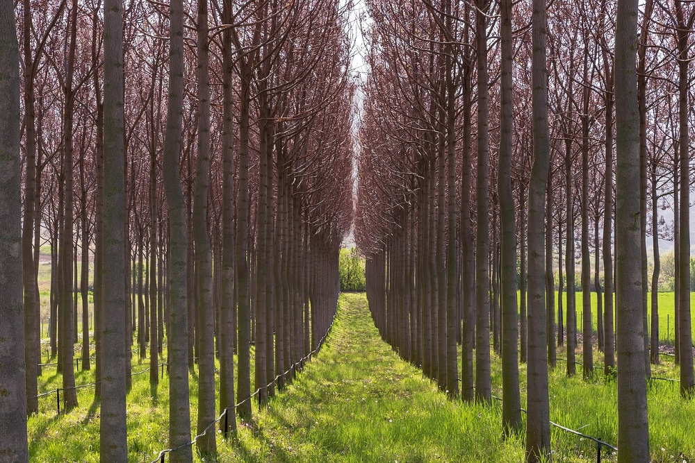 Lådavdelare i trä, Justerbara, 2 st, PAULOWNIA ECO WOOD DIVIDERS, 42 - 57 x H 6,4 cm, Natur i gruppen Förvaring / Köksförvaring / Organisera köksskåp hos SmartaSaker.se (41885)