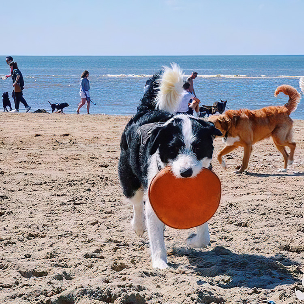 Frisbee till hunden i gruppen Fritid / Husdjur / Hundsaker hos SmartaSaker.se (lima-354799)