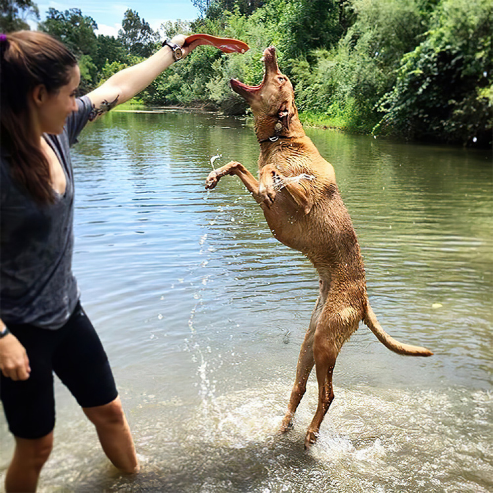 Frisbee till hunden i gruppen Fritid / Husdjur / Hundsaker hos SmartaSaker.se (lima-354799)