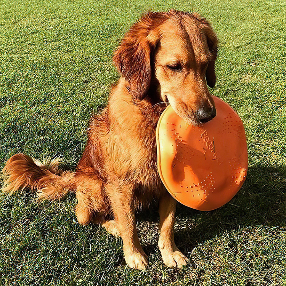 Frisbee till hunden i gruppen Fritid / Husdjur / Hundsaker hos SmartaSaker.se (lima-354799)